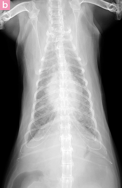 図11. 肺転移をともなう乳腺癌の胸部X線画像（粟粒性結節） b