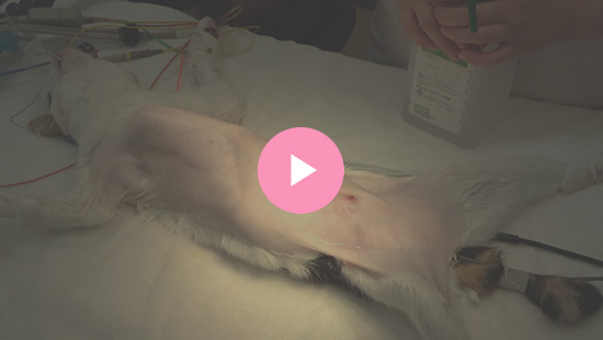 猫MGTとLN切除 手術動画